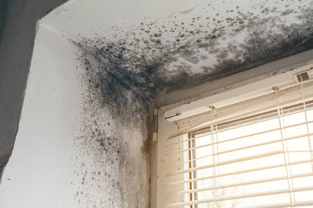 Affordable Mold Cleanup solutions in Rising Sun, MD